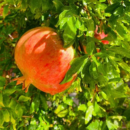 Suleymans Garden * فاراليا