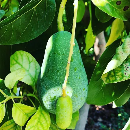 Suleymans Garden فندق مبيت وإفطار فاراليا