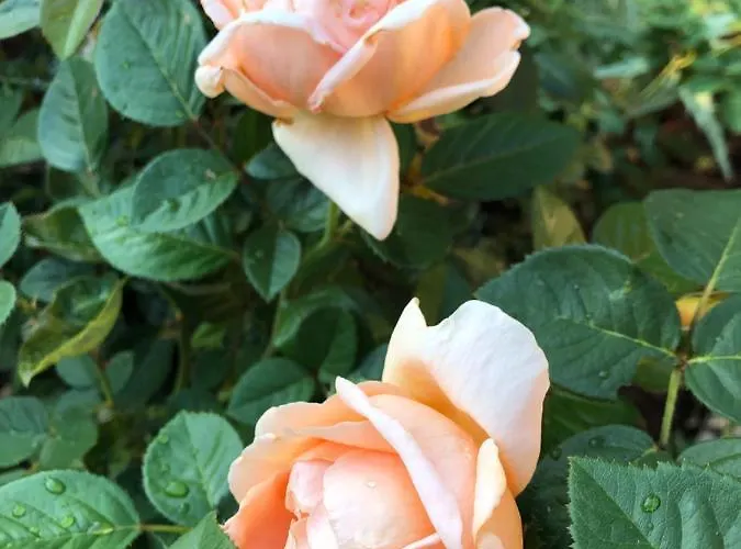 Suleymans Garden Bed & Breakfast