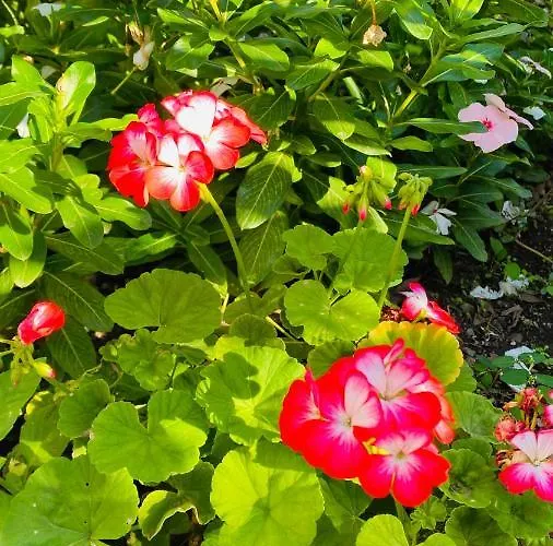 Panzió Suleymans Garden