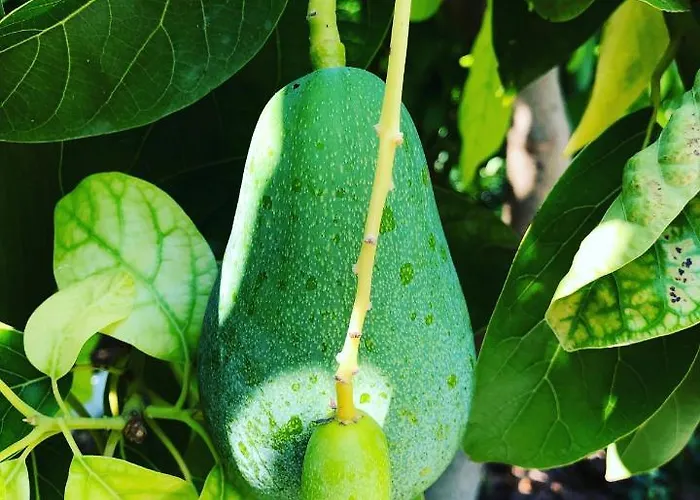 Suleymans Garden Panzió Faralya