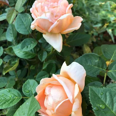 Suleymans Garden Bed & Breakfast