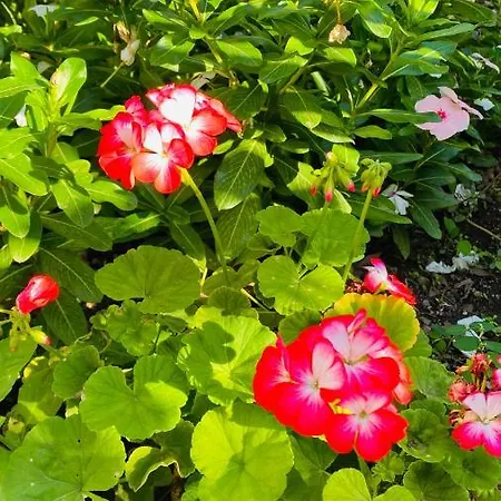 Alojamento de Acomodação e Pequeno-almoço Suleymans Garden