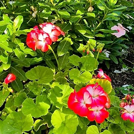 Suleymans Garden 파랄리아