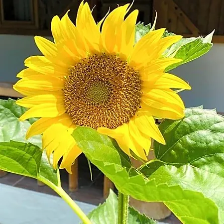 Suleymans Garden Oda ve Kahvaltı *