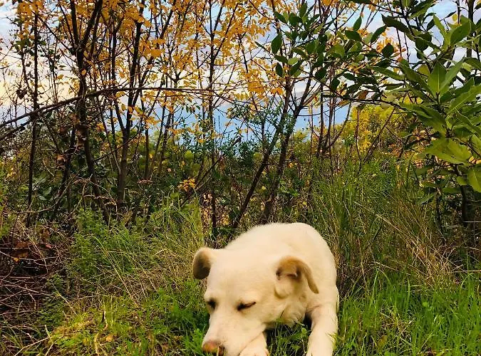 Suleymans Garden * Faralya