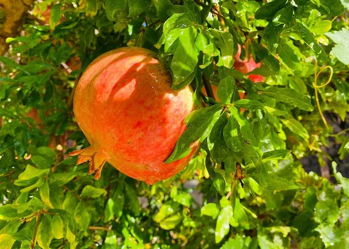 Suleymans Garden * Faralya