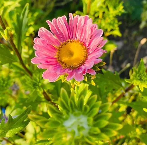 Suleymans Garden Bed & Breakfast